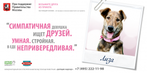 Фонд помощи животным «Дарящие надежду». Собака Лиза