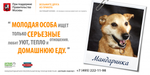 Фонд помощи животным «Дарящие надежду». Собака Мандаринка